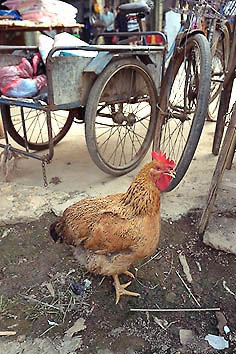 中国鶏