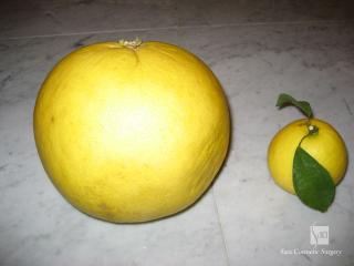 晩白柚と日向夏