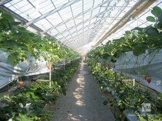 上下二段の水耕栽培