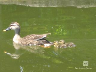 カルガモ母子
