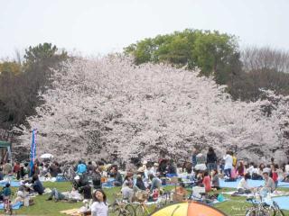 名城公園でお花見