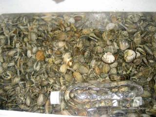 潮干狩りの成果