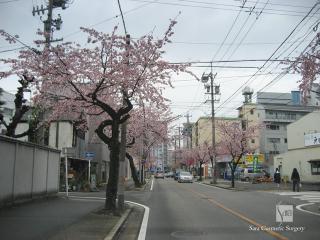 大寒桜と寒緋桜