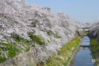 山崎川沿いの桜