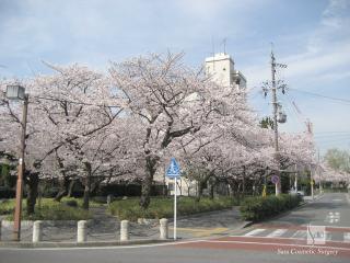 徳川黒門前のソメイヨシノ