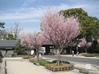 徳川園の東海桜