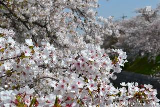 山崎川沿いの桜