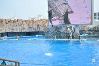名古屋港水族館イルカショージャンプ