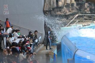 名古屋港水族館イルカショーびしょ濡れ