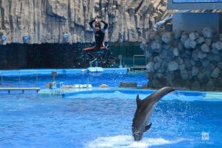 名古屋港水族館イルカショー人も飛ぶ