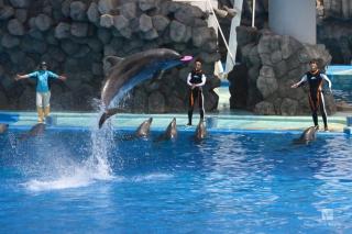 名古屋港水族館イルカショーフリスビーキャッチ