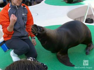 サンシャイン水族館アシカのショー