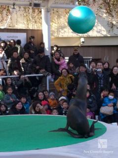 サンシャイン水族館アシカのショー