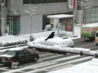 雪の中のカラス
