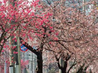 高岳の大寒桜と寒緋桜