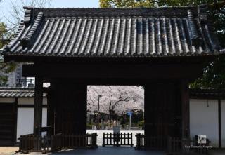 徳川園正門とソメイヨシノ