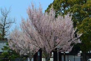 徳川園の東海桜
