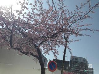高岳の大寒桜と寒緋桜