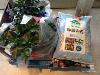 ハイビスカスと植え替えセット