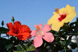 ハイビスカス