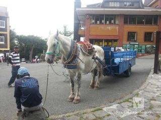 富士山五合目馬車